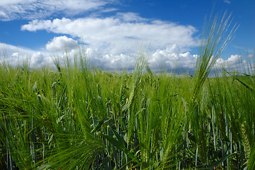 Image showing Field in Soft light # 03