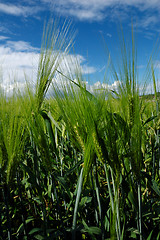 Image showing Field in Soft light # 04