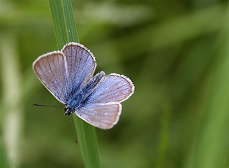 Image showing Blue butterfly