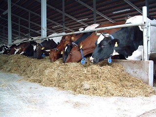 Image showing cows