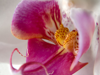 Image showing orchid