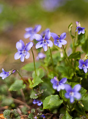 Image showing Viola (plant)