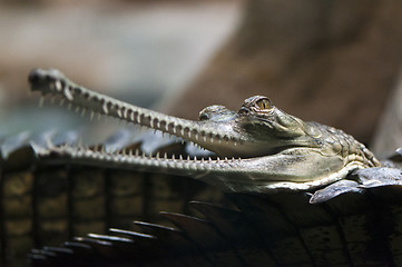 Image showing Gharial