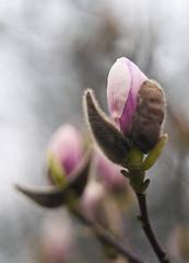 Image showing Magnolia bud