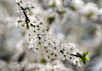 Image showing White flowers of tree in spring