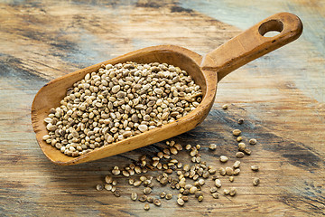 Image showing hemp seeds