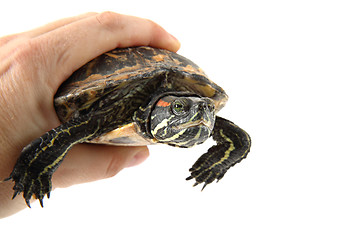 Image showing water turtle in human hand 