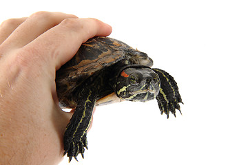 Image showing water turtle in human hand 