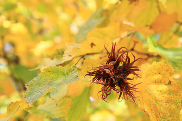 Image showing hazelnut plant in the autumn
