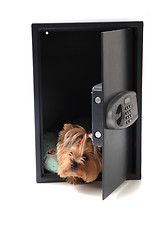 Image showing dog in the safe 