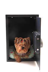 Image showing dog in the safe 