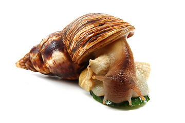 Image showing achatina snail
