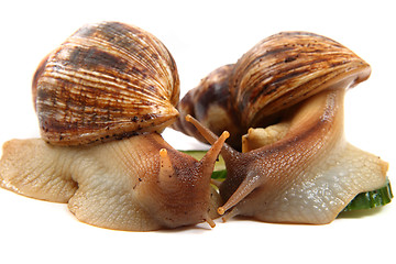 Image showing two achatina snails 