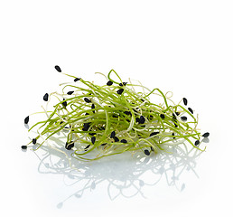 Image showing fresh garlic sprouts