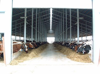 Image showing cows