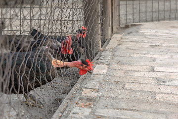 Image showing Turkey in the barn eating something