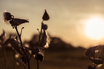 Image showing Wild flower in sunset