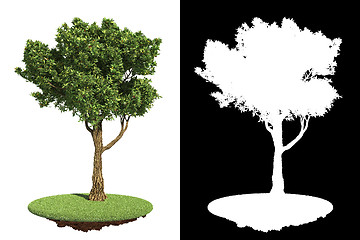 Image showing Garden Tree Isolated on White Background.