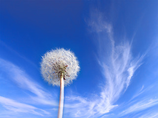 Image showing Dandelion