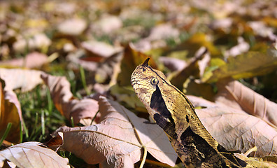 Image showing West African gaboon viper