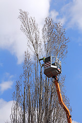 Image showing Trimming trees