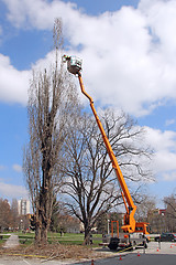 Image showing Trimming trees_1