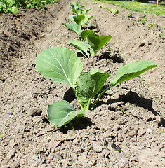 Image showing Young Cabbage 