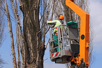 Image showing Trimming trees_2