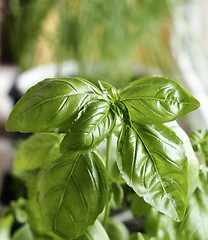 Image showing Green basil 