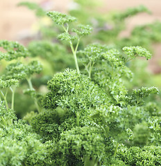 Image showing Parsley