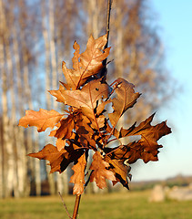 Image showing Yellow leaves of the young oaks 