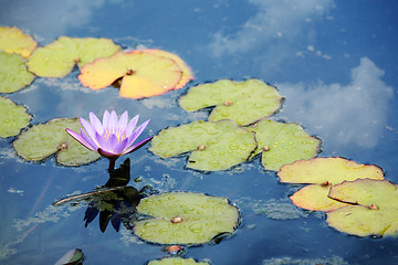 Image showing Pink waterlily