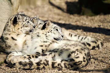 Image showing Lying family of Snow Leopard Irbis (Panthera uncia) 