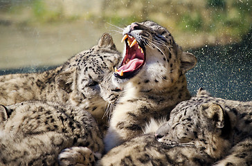 Image showing Lying family of Snow Leopard Irbis (Panthera uncia) 