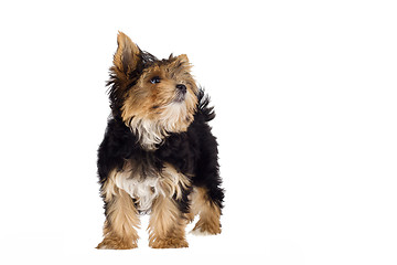 Image showing Yorkshire Terrier puppy standing in front isolated on white background