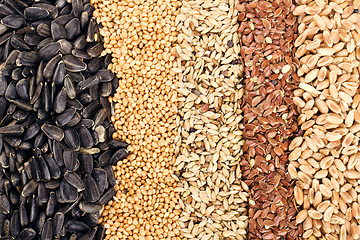 Image showing Cereal Grains and Seeds : Rye, Wheat, Barley, Oat, Sunflower, Flax