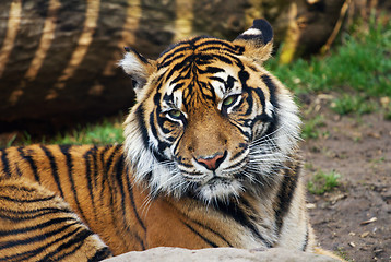 Image showing Tiger, portrait of a Sumatran Tiger