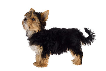Image showing Puppy of the Yorkshire Terrier isolated on the white background
