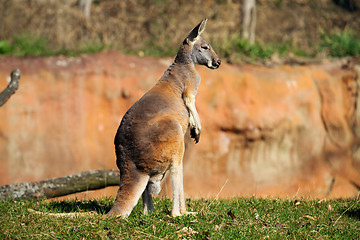 Image showing Kangaroo