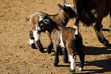 Image showing Baby Goats