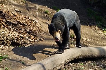 Image showing Malayan Sun Bear 