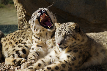 Image showing Lying family of Snow Leopard Irbis (Panthera uncia)