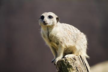 Image showing Meerkat 