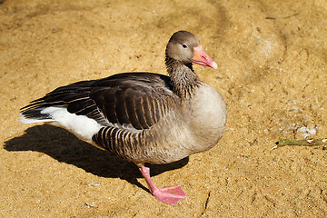 Image showing Greylag goose