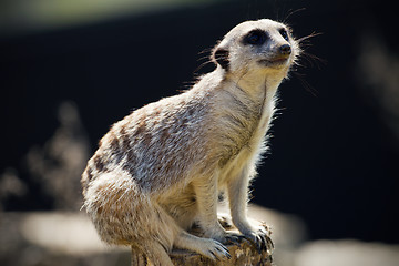 Image showing Meerkat 