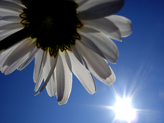 Image showing Daisy, Soft summer