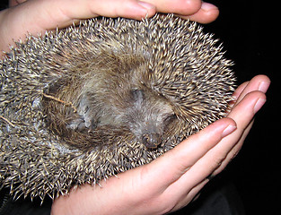 Image showing The scared wild hedgehog in human hands