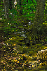 Image showing river Sary-Uzeni