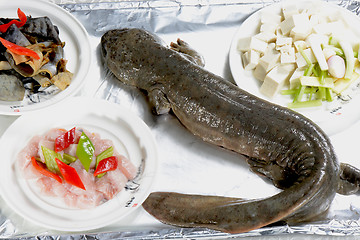 Image showing Chinese Food: Giant salamander