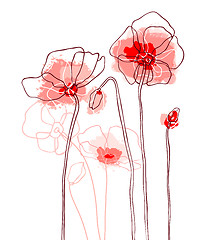 Image showing Red poppies on a white background